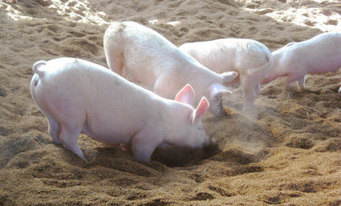 猪用发酵床