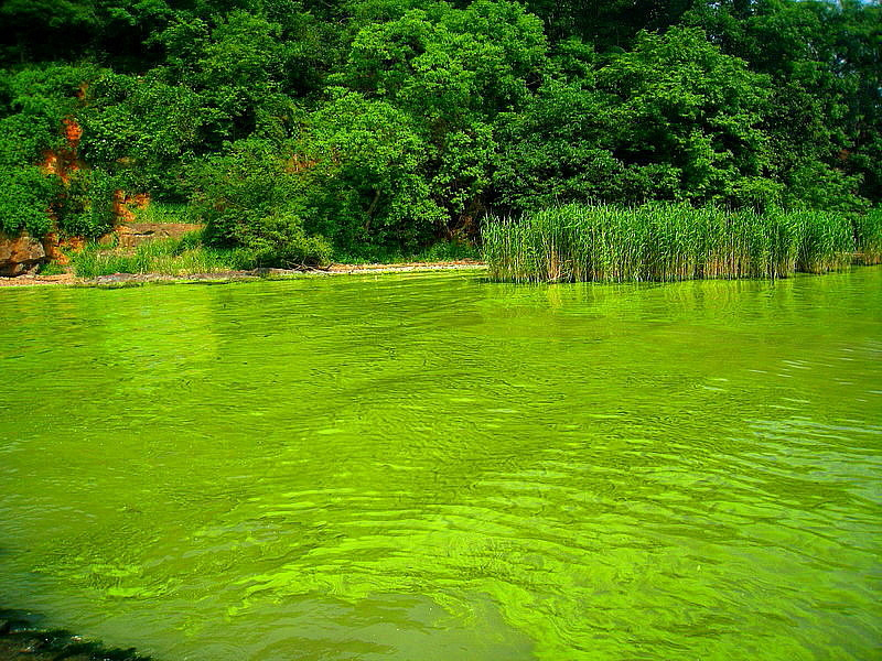 危害水产养殖的蓝藻