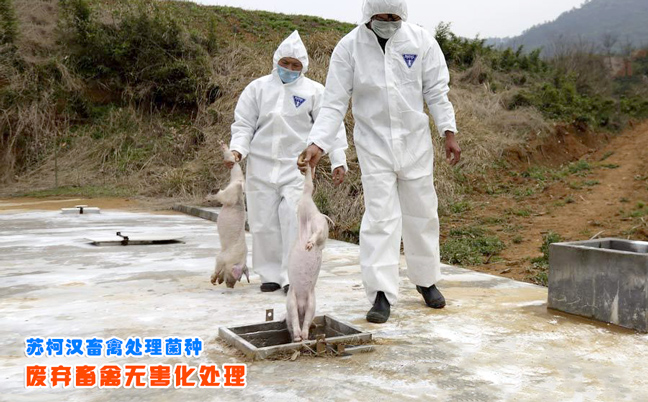 苏柯汉畜禽尸体处理菌种 畜禽无害化处理